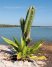 Les battures qui s’égrènent en mer face au Centre Spatial Guyanais forment un habitat unique en Guyane, composés d’îlots rocheux bas recouverts d’une rare végétation.
Plusieurs plantes protégées, Cactus cierge et Agave, s’y retrouvent.
