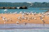 Les battures qui s’égrènent en mer face au Centre Spatial Guyanais forment un habitat unique en Guyane, composés d’îlots rocheux bas recouverts d’une rare végétation. les petites plages de sables coquilliers accueillent les rares Sternes de Cayenne et royales. 
