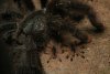 Matoutou - <i>Avicularia</i> 
Pour une araignée, animal typiquement solitaire, plus petit que soi qui bouge signifie dîner en perspective ! Néanmoins, il est fréquent que les femelles tolèrent pacifiquement la présence de leurs petits dans les quelques jours qui suivent l'éclosion des oeufs, après quoi chacun s'en ira de son côté. Remarquer la coloration inversée des pattes de ces mygalons !