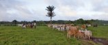 Au milieu des troupeaux de bovins, le far-west guyanais..