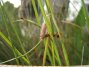 Une fourmi champignonniste Acromyrmex transporte un morceau d’herbe qu’elle a découpé. Ces fourmis sont des ingénieurs d’écosystèmes, elles transportent de grandes quantités de matière végétale jusqu’à leurs nids situés uniquement sur les buttes.