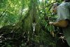 L’Equipe IRD  identifie les arbres par différents moyens, dont le tir pour faire tomber les feuilles de canopée.