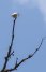 Oiseau Cloche, <i>Procnias alba</i> 