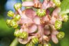 <i>Psychotria platypoda</i>
Aussi curieux que cela puisse paraître, ces drôles de fruits verts côtelés de la famille des Rubiacées sont néanmoins des cousins du célèbre café !