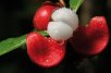 <i>Doliocarpus</i>
Le fruit rouge de cette Dilleniacée, s’ouvre à maturité pour exhiber fièrement ses graines recouvertes de chair blanche. 
