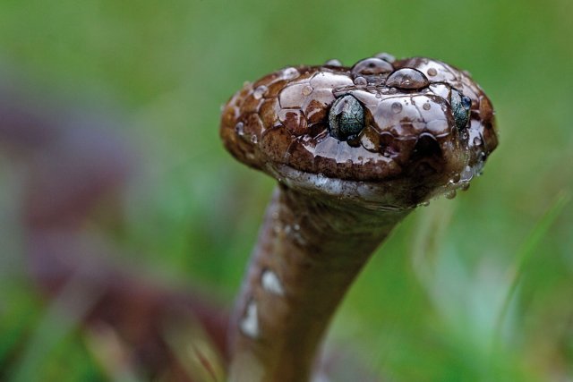 <i>Dipsas indica</i>. Colubridé aglyphe. Forêt primaire.
Serpent nocturne et arboricole, ce serpent se nourrit de gastéropodes* et ne mesure guère plus de 80 centimètres à l’état adulte. Totalement inoffensif et non mordeur.