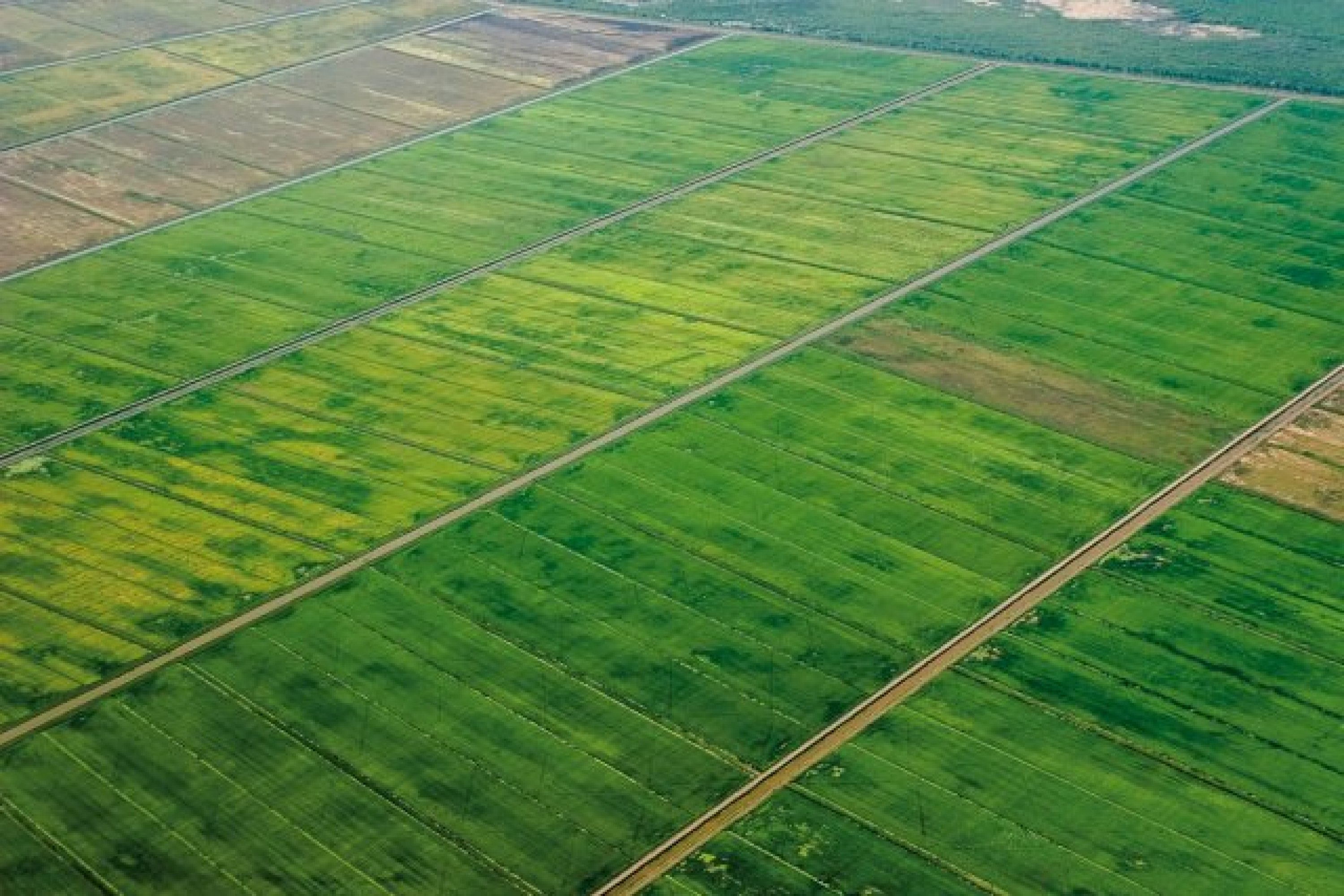 Vue aérienne des rizières à Mana
