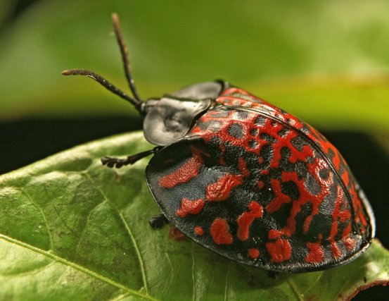 Casside (Coleoptera : Chrysomelidae : Cassidinae :<i> Eugenysa venosa</i>)