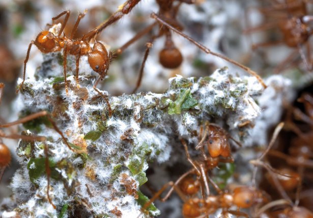Atta ou fourmi-manioc prenant soin du champignon qu’elle cultive. Sur l’image, les filaments blancs poussant sur les morceaux de feuilles coupées sont le champignon dont les fourmis se nourrissent.