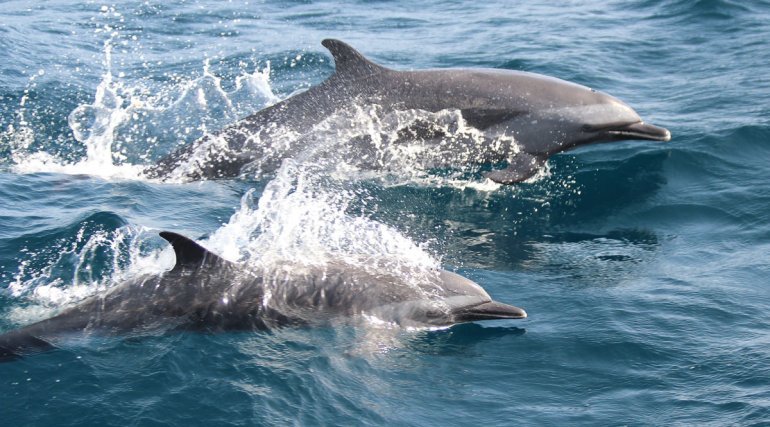 Couple de dauphins stenelles tachetés pantropicaux <i> Stenella attenuata</i> reconnaissables par leur bout du rostre blanc et un dos totalement moucheté chez les adultes. Guyane, 2 juin 2012. 
