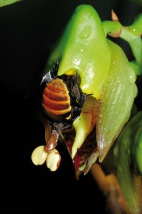 <i>Catasetum macrocarpum Rich.</i>ex Kunth
Les Catasetum sont connus pour leur méthode sophistiquée de pollinisation. Leurs fleurs attirent les bourdons par un parfum enivrant, la fleur mâle possède de plus un mécanisme qui au moindre attouchement catapulte ses pollinies sur la tête de l’insecte. Ce sont les bourdons mâles du genre Eulaema qui affrontent ce phénomène. En pénétrant dans la fleur ils vont toucher deux appendices qui déclenchent le mécanisme de projection des pollinies. Au passage dans ces fleurs, les bourdons se chargent d’une substance à forte odeur de menthe dont on pense qu’elle leur servira à séduire leurs partenaires naturelles.