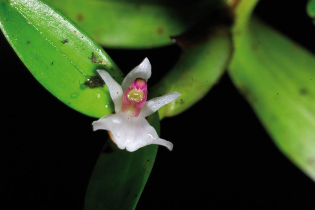 <i>Scaphyglottis prolifera (R.Br.) Cogn.</i>
L’exemple de l’orchidée qui attire l’insecte grâce à la production de nectar dans une cavité située à la base de la colonne, à l’arrière des pollinies.
