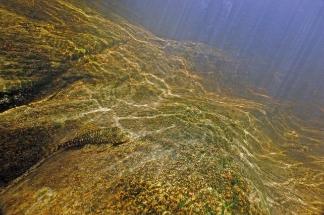 <i>Guianancistrus brevispinis </i> fréquente les dalles rocheuses au courant rapide où il se nourrit en raclant les algues avec sa ventouse buccale.