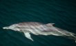le dauphin tacheté de l'Atlantique <i>(Stenella frontalis)</i>