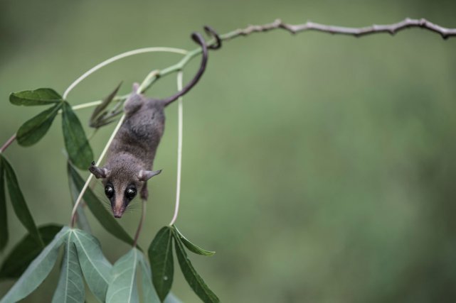 L’Oppossum souris murin (Marmosa murina). Ce petit marsupial est commun sur le littoral, toutefois son comportement nocturne
et arboricole ne facilite pas son observation. Remarquez sa queue préhensile.