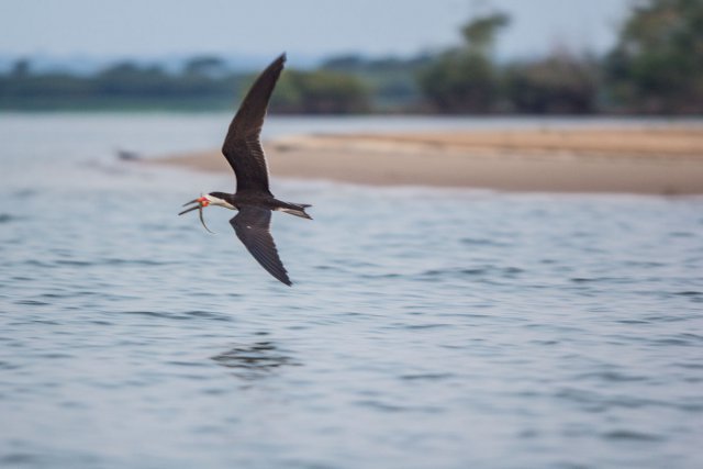 Bec-en-ciseaux noir<i> (Rynchops niger)</i> survolant la plage de Juncal