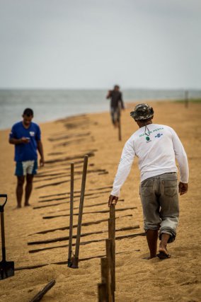 Mise en place d’une clôture sur la plage pour un meilleur recensement des jeunes tortues