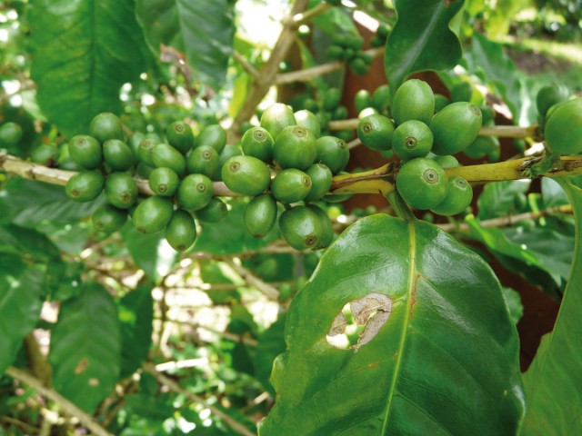AGRONOMIE : Du café en Guyane ?