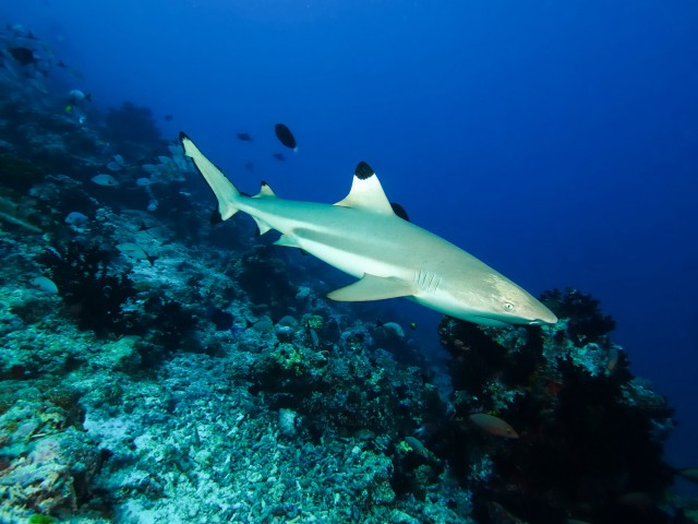 Caraïbes - Requins de récifs : risque d’extinction signalé