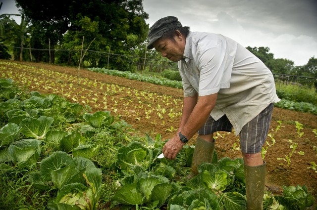 Livraison de légumes frais : un sondage en ligne destiné aux habitants de Cayenne