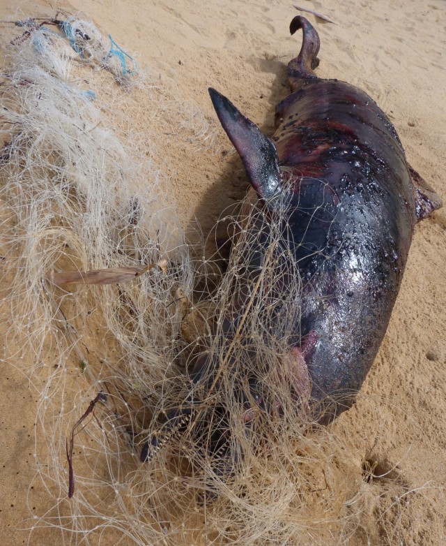En Guyane, la pêche illégale menace les tortues marines, le dauphin Sotalie... : et l’économie locale.