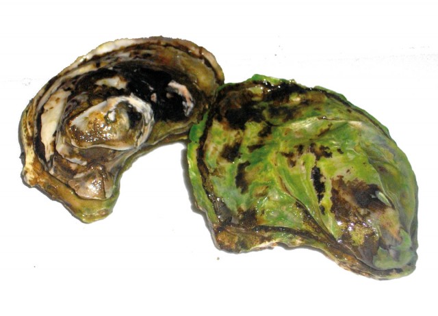 GASTRONOMIE : Les huîtres de Montsinéry-Tonnégrande voient double