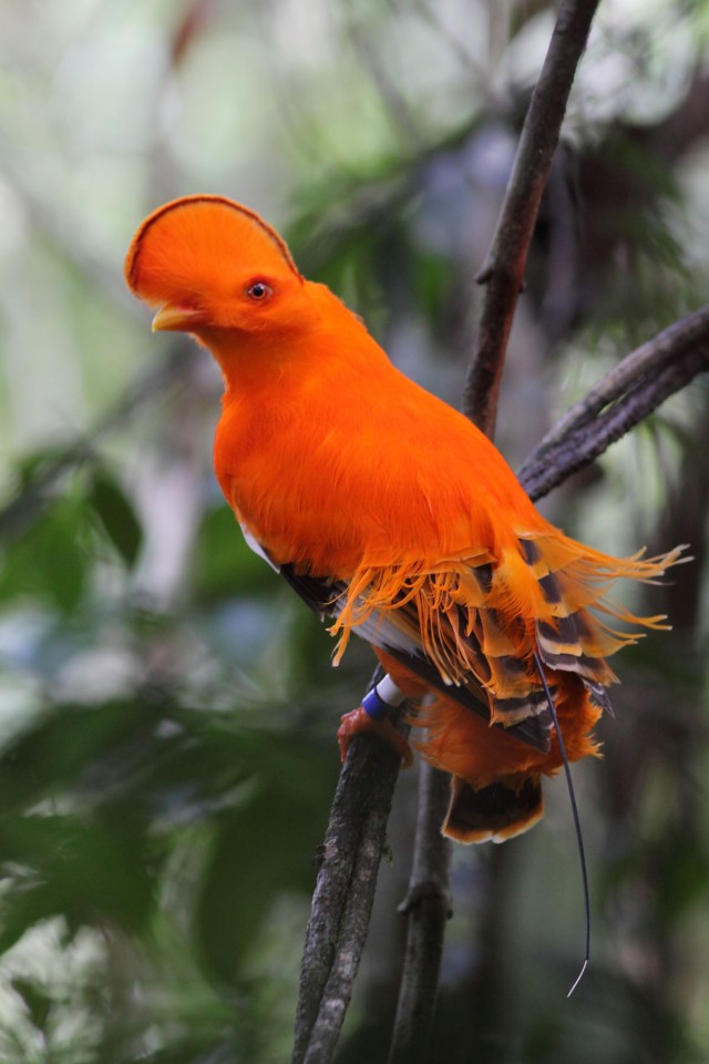 Ornithologie : Suivi télémétrique des coqs de roche