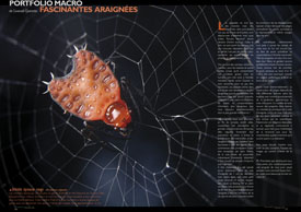 Portfolio macro : fascinantes araignées