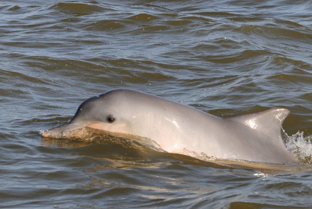 Premier inventaire transfrontalier : des dauphins de Guyane !