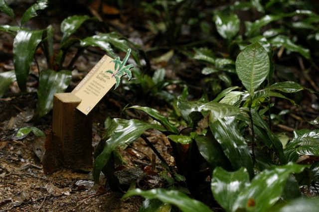 Sentier botanique Trésor : Une nouvelle signalétique pour la découverte des arbres et des plantes de sous bois.