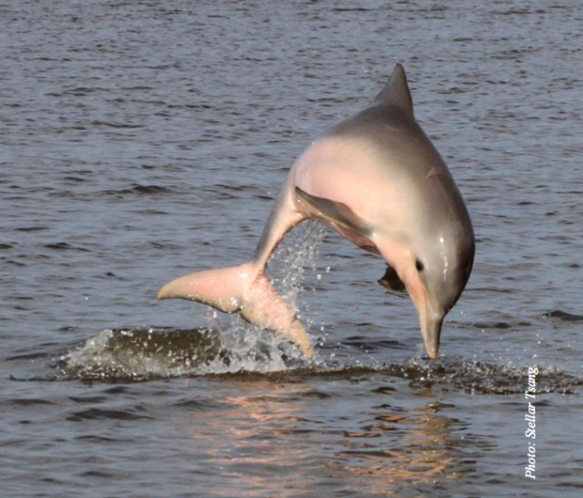 Sorties vacances : A la rencontre du dauphin de Guyane !