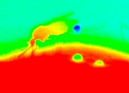 Image thermographique d’une femelle d’anophèle en train de s’alimenter sur une personne. L’image est composée par des pixels dont la couleur représente la température dans un point déterminé, de bleu (plus froid) à rouge (plus chaude). La trompe et la tête du moustique restent relativement chaudes (rouge), tandis que l’abdomen reste plus froid (jaune, vert). La goutte émise par l’insecte (bleue) s’évapore et perd de la chaleur en refroidissant ainsi le corps du moustique. © Chloé Lahondère.r