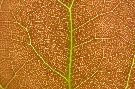 Détail d'une feuille de courbaril (Hymenaea courbaril) © Tim Paine