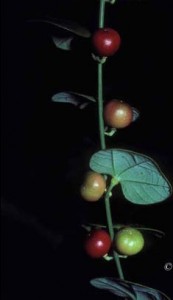 Passiflora fanchonae Feuillet (Passifloraceae)