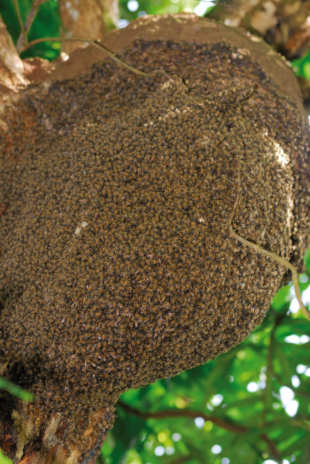 Alternative agricole : Les abeilles de la biodiversité