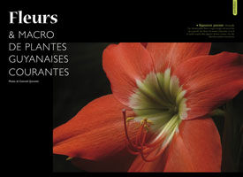 Fleurs & Macro de Plantes guyanaises courantes