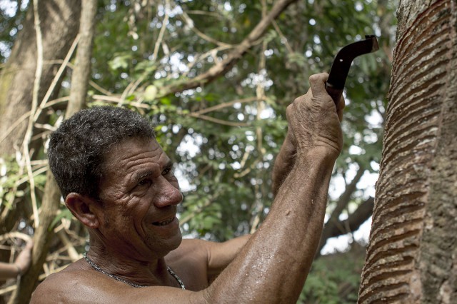AMAZONIE BRÉSILIENNE :  La double peine des « soldats du caoutchouc »